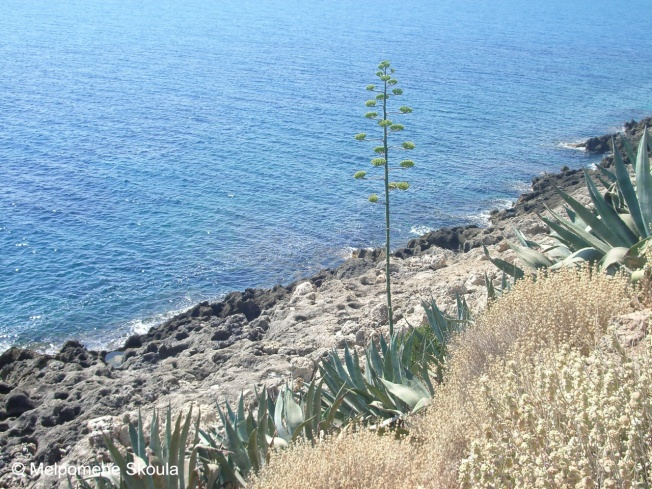 Asparagaceae Agave americana L.