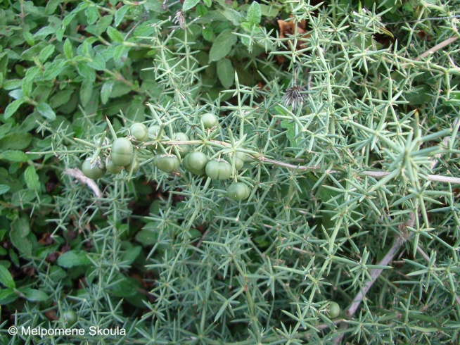 με τις ίνες των φύλλων Asparagus aphyllus L. subsp. orientalis (Baker) P.H.