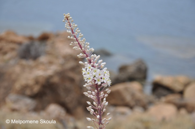 Charybdis maritima (L.