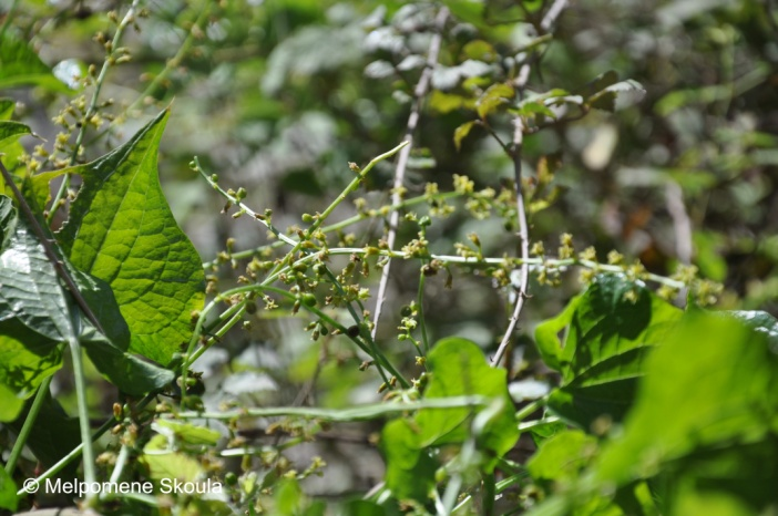 Dioscoreaceae Dioscorea communis (L.