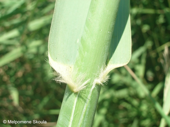 Poaceae Arundo donax L.