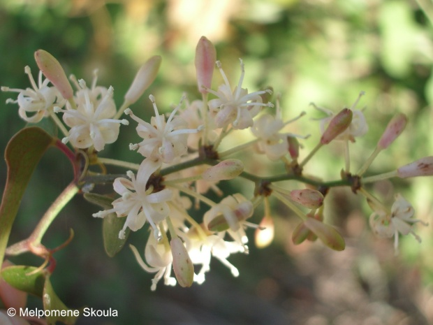 Smilaceae Smilax aspera L.