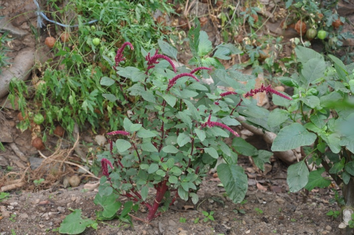 ΙΚΟΤΥΛΗ ΟΝΑ Amarantaceae Amaranthus blitoides S.