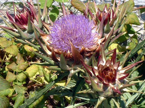 Asteraceae Cynara scolymus L. Κοινό όνομα: αγκινάρα Χρήσεις: Απαραίτητο σε κάθε σπιτικό κήπο για φαγητό.