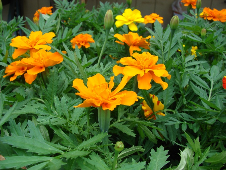 νεφρών Tagetes erecta L.