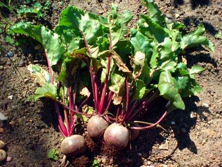 Chenopodiaceae Beta vulgaris L. subsp. vulgaris var.