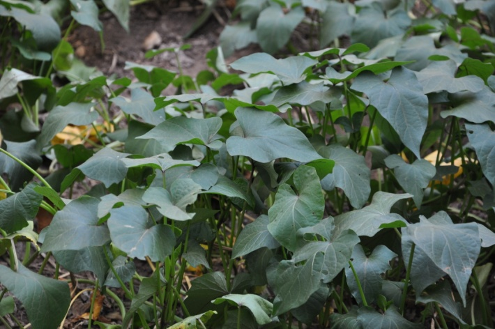 Convulvulaceae Ipomoea batatas (L.) Lam. Κοινό όνομα: γλυκοπατάτα Χρήσεις: Καλλιεργείται για τους κονδύλους της.