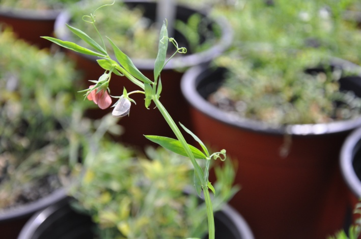 Lathyrus cicera L.