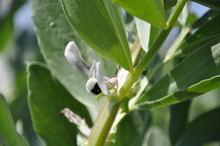 Vicia faba L. Κοινό όνομα: κουκί Χρήσεις: Καλλιεργείται για τους καρπούς που καταναλώνονται φρέσκοι ή αποξηραμένοι και φάβα.