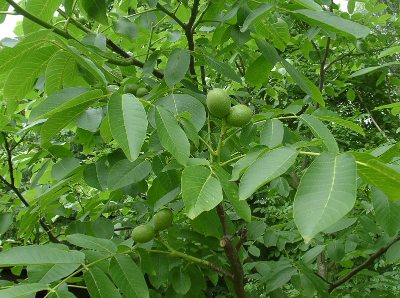 Juglandaceae Juglans regia L. Κοινό όνομα: καρυδιά Χρήσεις: Καλλιεργείται για τους καρπούς που τρώγονται. Κάνουν αλοιφή με τα φρέσκα καρύδια για επίθεμα σε πληγές.