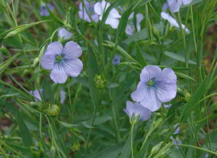 Linum usitatissimum L. Κοινό όνομα: λινάρι Χρήσεις: Καλλιεργείται για την ίνα που παράγεται μετά από αρκετά επίπονη διαδικασία για ύφασμα.