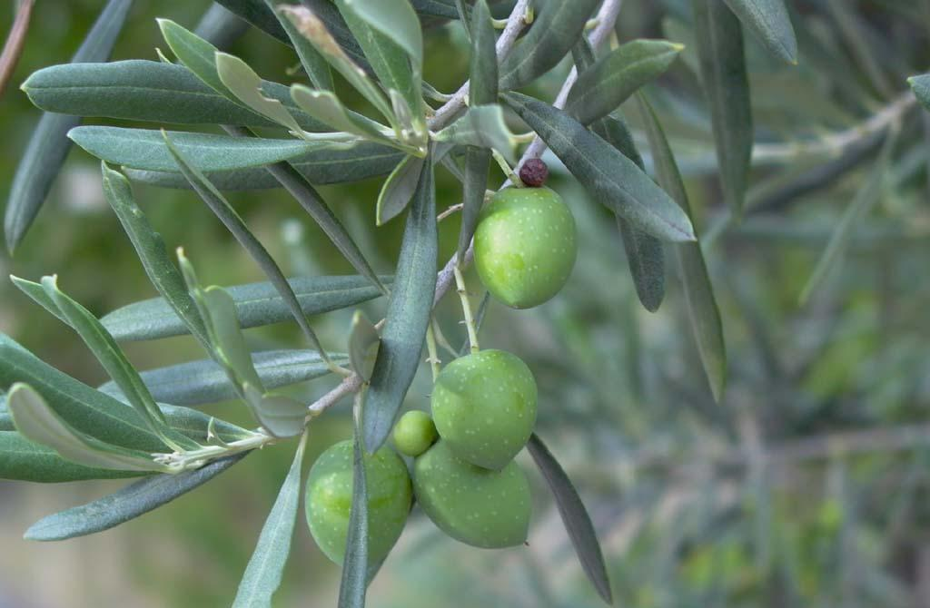 Oleaceae Olea europaea L.