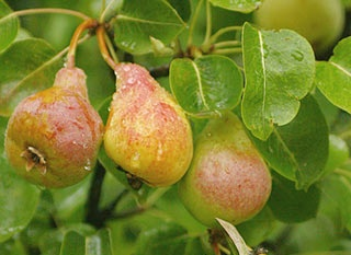 Pyrus communis L. Κοινό όνομα: αχλαδιά Χρήσεις: Τα αγκάθια (τσίτες) των βλαστών χρησιμοποιούνται σαν αγκίστρια για το ψάρεμα χελιών.