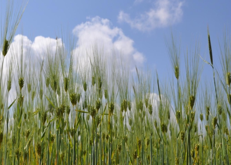 Hordeum vulgare L. Κοινό όνομα: κριθάρι Χρήσεις: Καλλιεργείται για τροφή ανθρώπων και ζώων και χρησιμοποιούνται τα άχυρα για γέμισμα στρωμάτων.