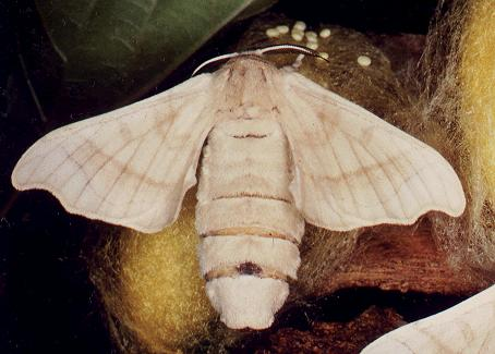 Bombyx mori Τάξη: Lepidoptera Οικογένεια: Bombycidae Κοινό όνομα: Μεταξοσκώληκες Παρατηρήσεις: Καταναλώνουν