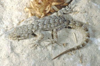 ΕΡΠΕΤΑ- REPTILIA Mauremys rivulata Τάξη: Testudines Οικογένεια: Geoemydidae Κοινά ονόματα: Χελώνα, Κουρκούτσα