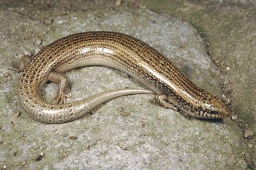 Chalcides occelatus Τάξη: Squamata Οικογένεια: Scincidae Κοινό όνομα: Λιακόνι Παρατηρήσεις: Προκαλεί φόβο, είναι απωθητικό, και θεωρείται δηλητηριώδες και η δαγκωνιά του θανατηφόρα.