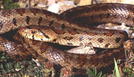 Zamenis situla Τάξη: Squamata Οικογένεια: