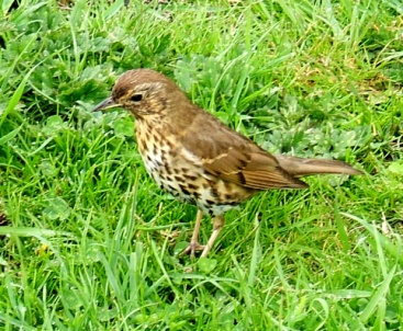 ΠΤΗΝΑ-AVES Turdus philomelos Τάξη: Passeriformes Οικογένεια: Turdidae Κοινό όνομα: Τσίχλα