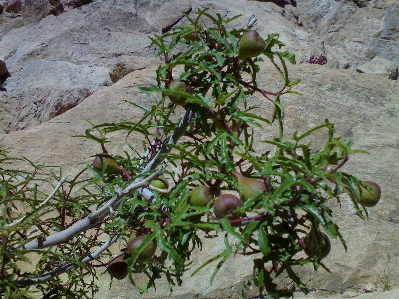 Εικόνα 16 Άγριο σύκο (mountain fig) 7 Κλίμα ανάπτυξης της συκιάς Η συκιά ευδοκιμεί και καλλιεργείται κυρίως σε τροπικές και υποτροπικές περιοχές, αλλά και σε περιοχές της εύκρατης ζώνης που έχουν