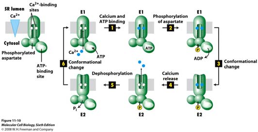 Transmembranski transport iona i malih Pumpe koje pokreće hidroliza ATP i unutarstanična koncentracija iona P-pumpe-aktivni transport Shema rada Ca 2+ ATPaze u sarkoplazmatskom retikulu (SR) stanica