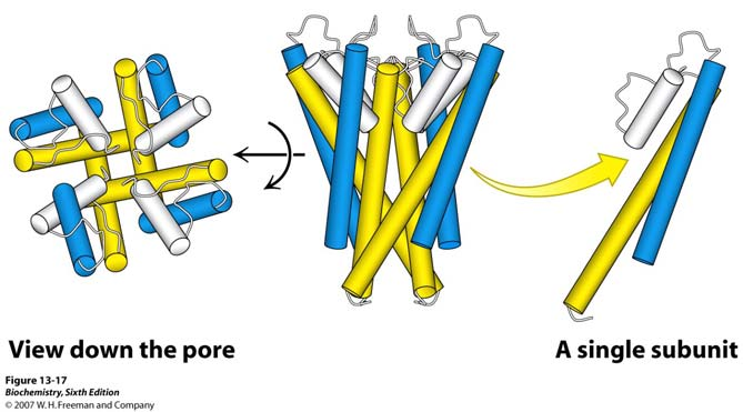 Transmembranski transport iona i malih Otvoreni ionski kanali i potencijal nepobuđene membrane K + kanali izgrađeni su od četiri identične podjedinice od kojih su barem dvije transmembranske domene,