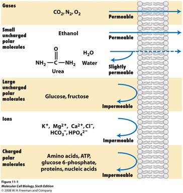 Transmembranski transport iona i malih Relativna permeabilnost različitih kroz čisti