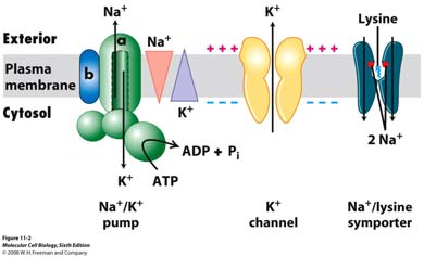 Na + /K + ATPaza u plazmatskoj membrani koristi energiju dobivenu hidrolizom ATP da pumpa Na + iz stanice, a K + u stanicu.
