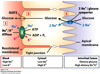 Transmembranski transport iona i malih Transepitelni transport zajednički rad različitih transportera Transcelularni prijenos glukoze iz crijevne šupljine (lumena) u krv.