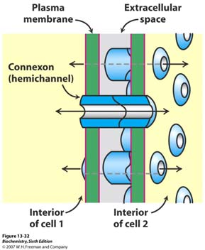 U stanicu K + ione unosi H + /K + ATPaza a iz stanice K + ioni odlaze putem kanala. Na bazolateralnoj strani membrane nalazi se antiporter koji izbacuje HCO 3- i Cl - ione.