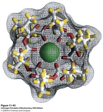 VALINOMICIN IONOFOR KOJI PRENOSI K + IONE KROZ MEMBRANU Prijenosom iona ionofori narušavaju