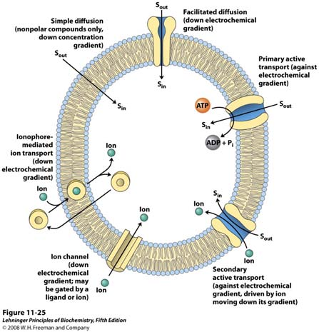 Transmembranski transport iona i malih Tri vrste transmembranskih proteina omogućavaju transport iona, šećera, aminokiselina i drugih metabolita kroz staničnu membranu a to su transporteri, ATP pumpe