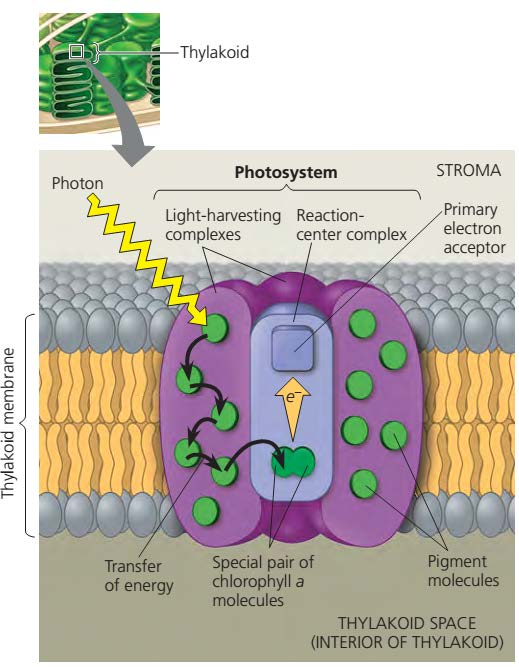 Kako fotosustav hvata energiju?