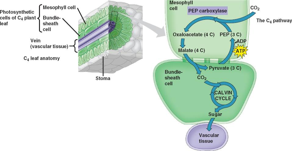 C4 biljke stanice žilnog ovoja i mezofilne stanice (kloroplasti tih stanica se razlikuju) šećerna trska, kukuruz PEP karboksilaza veže CO 2 učinkovitije od rubiska u suhim i vrućim uvjetima kada zbog