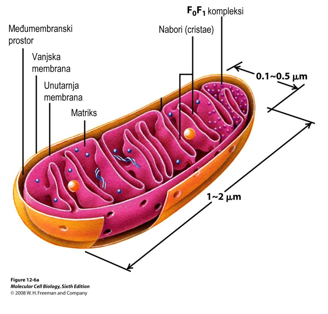 MITOHONDRIJI -u svim eukariotskim stanicama -njihov broj ovisi o metaboličkoj aktivnosti stanice (nekoliko stotina do nekoliko tisuća) -pokretljivi, mijenjaju oblik, dijele se i stapaju -otkriveni u
