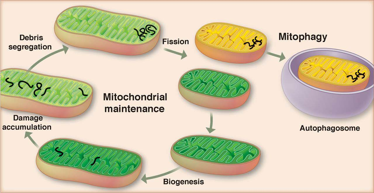 Životni ciklus mitohondrija Mitohondriji se dijele binarnom fisijom sinkrono sa stanicom, ali