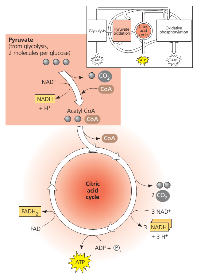 1. Razgradnja pirogrožđane kiseline u matriksu mitohondrija odvajanjem karboksilne skupine (nizak energetski potencijal) i spajanje acetila s CoA u acetil-coa (visokoenergetska nestabilna veza) koji