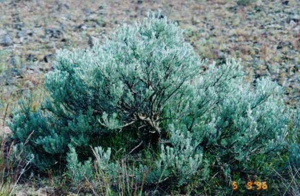 Artemisia tridentata Tillandsia