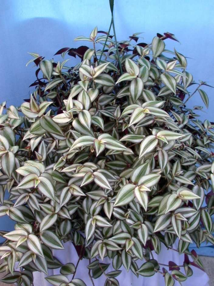 Zebrina