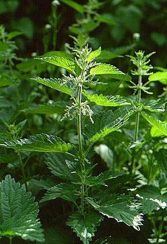 Quercus