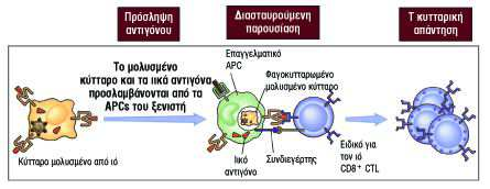 Διασταυρούμενη παρουσίαση Ag στα CD8+ κύτταρα Mη επαγγελματικά APCsδεν εκφράζουν συνδιεγέρτες (B7) άρα δεν μπορούν να ενεργοποιήσουν παρθένα Τ κύτταρα.