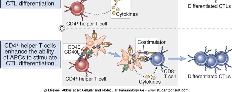 stimuli such as costimulators or cytokines expressed by professional antigen-presenting cells (APCs) (A) or by cytokines produced by CD4 + helper