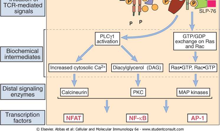 signaling events, which result in phosphorylation of the ζ chain, binding and activation of ZAP-70, phosphorylation of