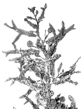 Γένος Sargassum, θαλλοί με πλωτήρες