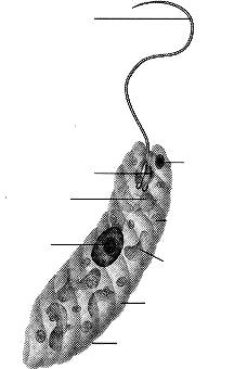 1. Άθροισμα (Φύλο - Division) Euglenophyta ή Κλάση Euglenophyceae (Ευγλενόφυτα ή Ευγλενοφύκη) 4 Μονοκύτταρα, μαστιγοφόρα. Αναπτύσσονται κυρίως σε γλυκά νερά, πλούσια σε οργανικές ενώσεις.