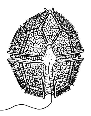 5 Πυρήνας Εικ. 2. Είδος Euglena viridis Εικ. 3.