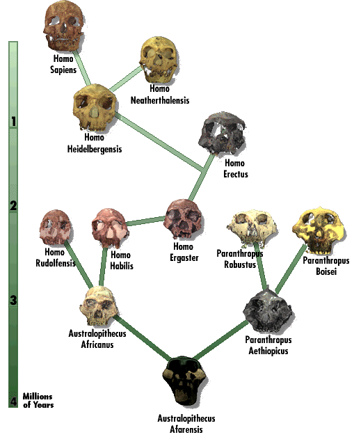 17-19 Section 38 selves from danger, and that were able to adapt to their surroundings through evolution, were capable of surviving longer than others.