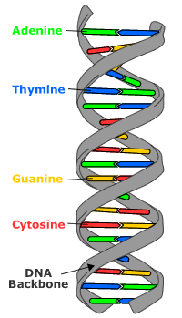 molecules possessed by every living creature, the DNA containing genetic information about its host.