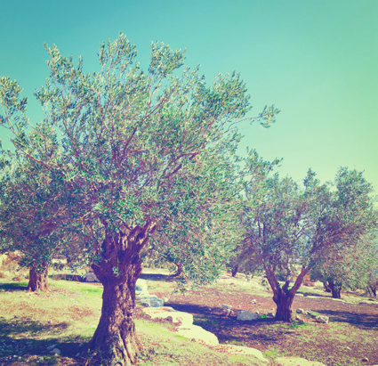 תמורות גיאוגרפיות