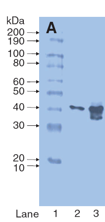 Arbitrary units nmol GSH/mg protein nmoles SH/mg protein nmol GSSG/mg protein Ξενοβιοτικές ουσίες και υδρόβιοι οργανισμοί: Επιπτώσεις ξενοβιοτικών ουσιών 1.